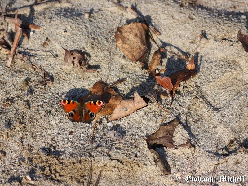 Vanesse in spiaggia...